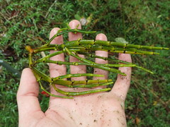 Korthalsella disticha