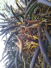 Dendrobium striolatum