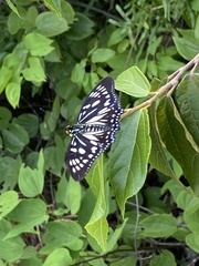 Euripus nyctelius