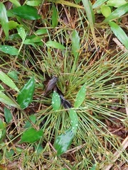 Teleogryllus occipitalis