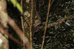 Trichosurus johnstonii