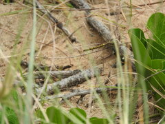 Orthetrum caledonicum