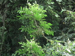 Toxicodendron succedaneum