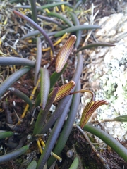 Dendrobium striolatum