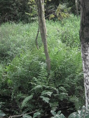 Thelypteridaceae