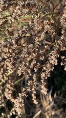 Goniolimon tataricum
