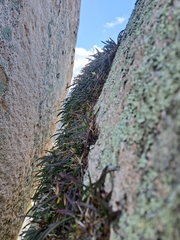 Dendrobium striolatum