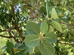 Ficus cotinifolia
