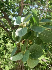 Ficus cotinifolia