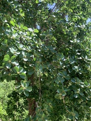 Ficus cotinifolia