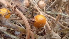 Solanum elaeagnifolium