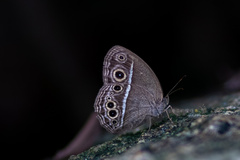 Mycalesis mineus