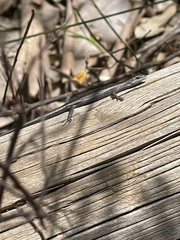 Cryptoblepharus buchananii