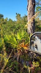 Sorghastrum secundum