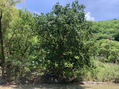 Ficus cotinifolia