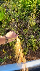 Sorghastrum secundum