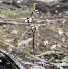 Caladenia cucullata