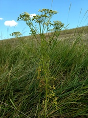 Cnidium dauricum