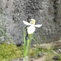 Caladenia prolata