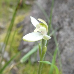 Caladenia prolata