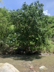 Ficus cotinifolia