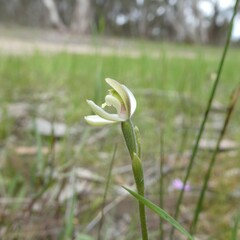 Caladenia prolata