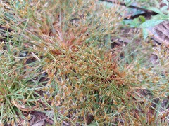 Fimbristylis griffithii