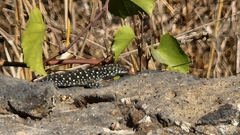 Ptyodactylus puiseuxi
