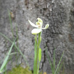 Caladenia prolata