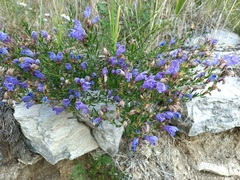 Dracocephalum peregrinum