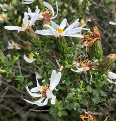 Olearia calcarea