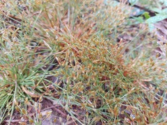 Fimbristylis griffithii