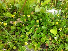 Halerpestes sarmentosa