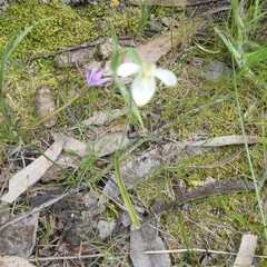 Caladenia prolata
