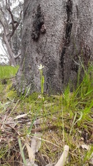Caladenia prolata