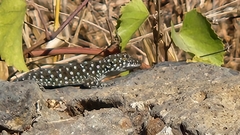 Ptyodactylus puiseuxi