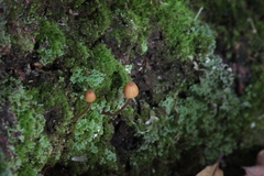 Galerina