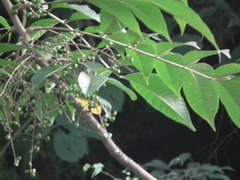 Toxicodendron succedaneum