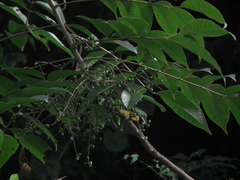 Toxicodendron succedaneum