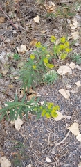 Euphorbia virgata