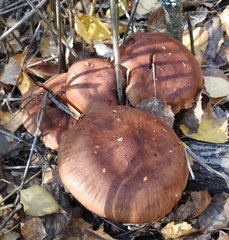 Tricholoma