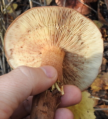 Tricholoma