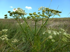 Cnidium dauricum