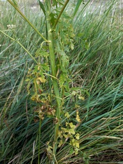 Cnidium dauricum