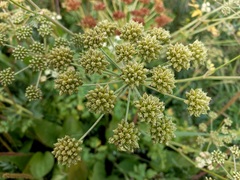 Cnidium dauricum