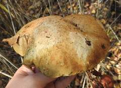 Leccinum