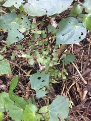 Streblus heterophyllus