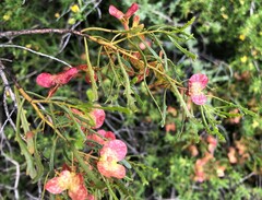 Dodonaea lobulata