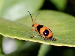 Aulacophora hilaris