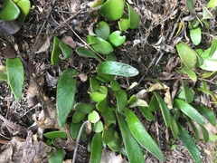 Pyrrosia eleagnifolia